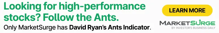 دنبال سهامهای پرکارایی هستید؟ بهسراغ مورچهها بروید