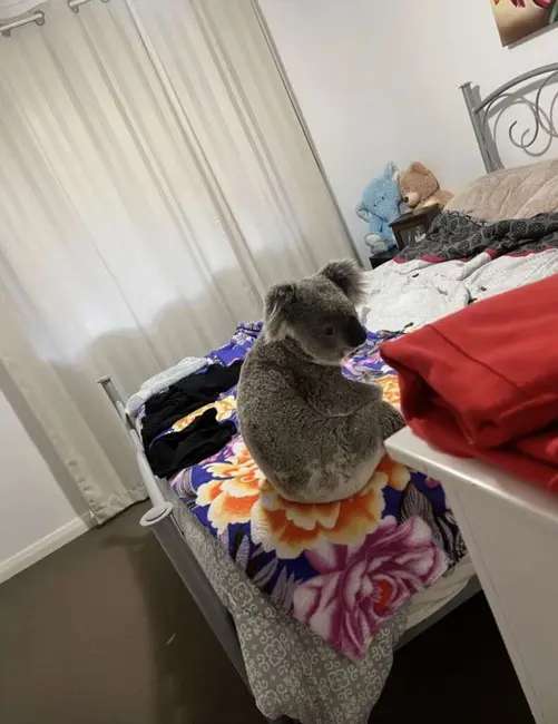 کوالا روی تخت