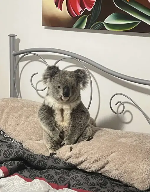 کوالا روی تخت