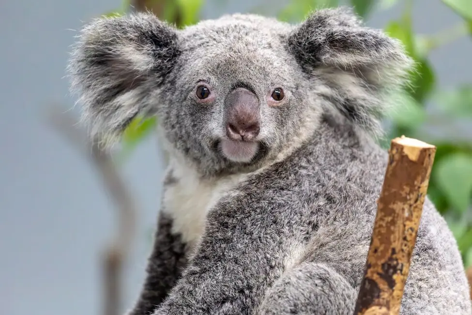 پرتره نزدیک یک کوآلا که روی درخت نشسته است