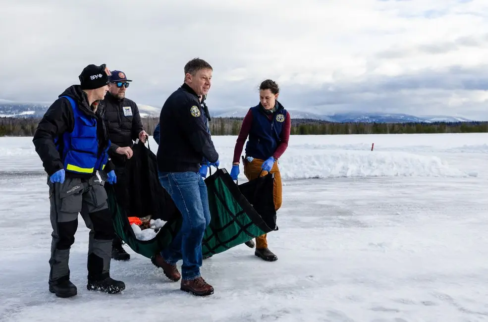 سه مرد و یک زن یک تسمهی حامل گرگی که تحت بیهوشی است را حمل میکنند؛ حیوان در داخل تسمهٔ سبز قابل مشاهده نیست