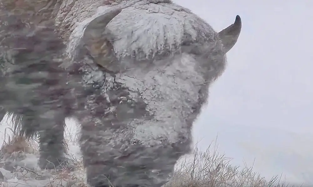 بایسونهای یلوستون در برف و باد با سرعت ۵۰ مایلی بر ساعت