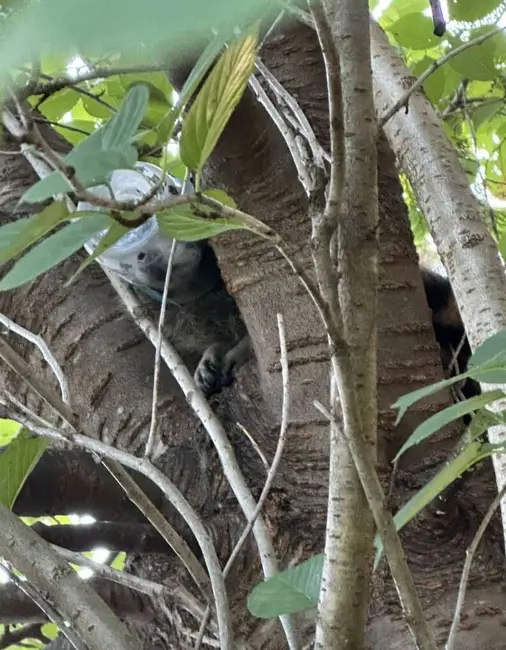 راکون در درخت