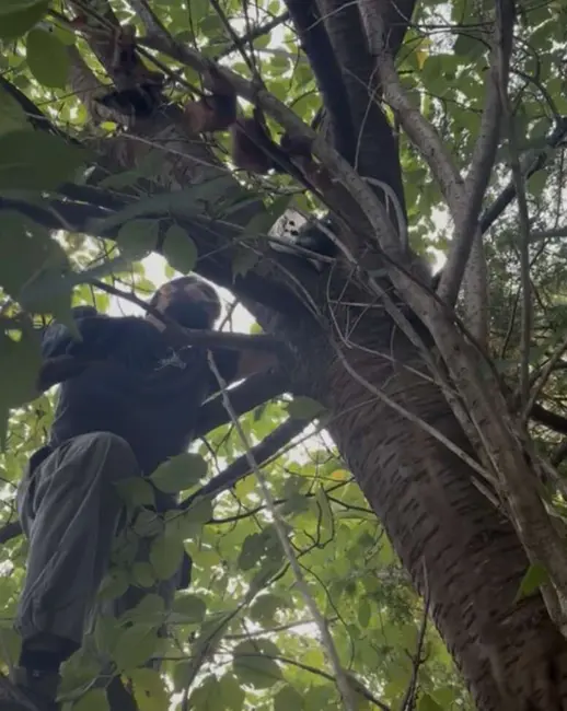 مردی که راکون را نجات میدهد