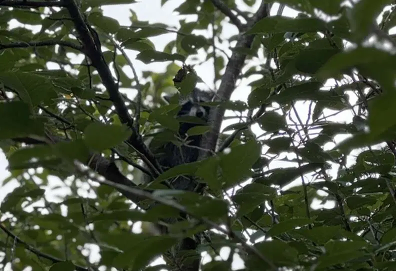 راکون در درخت