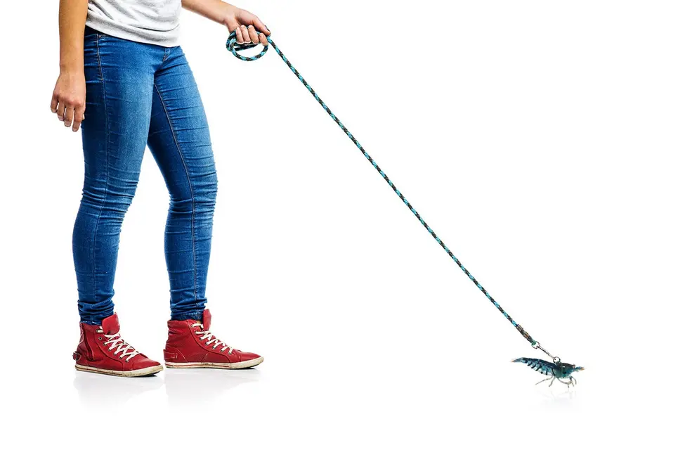 کسی که میگو خانگی را با قلاده می‌برد