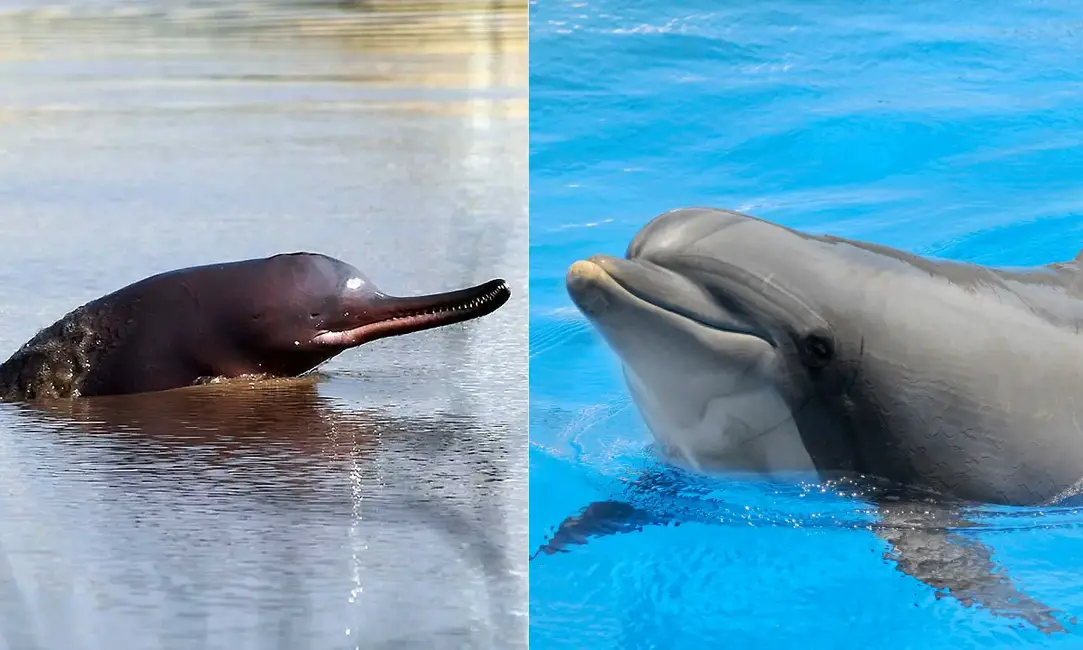 دلفین آب شیرین رود سند (چپ) و دلفین بطرفان آب شور (راست)