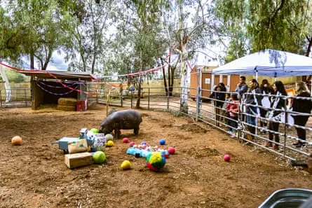 افراد اسبآبی را در یک محفظه تماشا میکنند