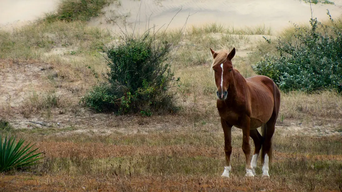 اسب وحشی پس از آنکه به‌طور تهاجمی به غذا از سوی انسان‌ها وابسته شد، از منزل طبیعی‌اش در اوتر بنکس منتقل شد. تصویر با سپاس از صندوق اسب‌وحشی کورولا