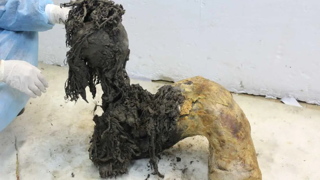 بدن ماموت مویی جوان به نام یوکا بهقدر کافی حفظ شد تا دانشمندان بتوانند مولکولهای RNA کهن را استخراج کنند