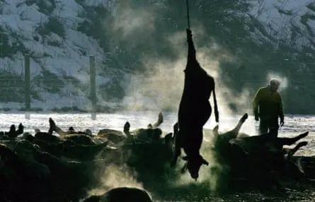 گاو مردهای که بههمراه لاشههای دیگر برای سوزاندن در مزرعه نتربلیس لاکربی، اسکاتلند به تودهای افزوده میشود