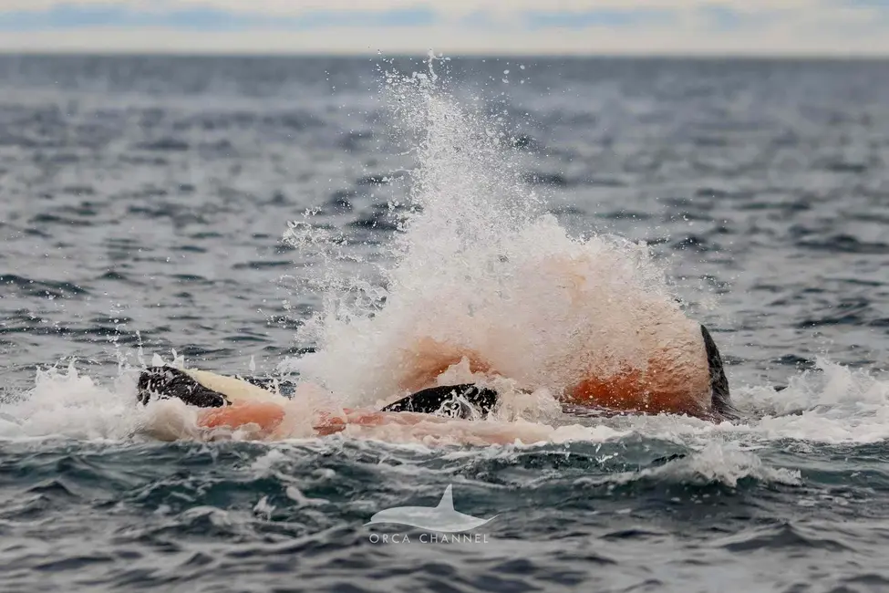 لحظه نادر: تولد اورکا در حلقه محافظی از نهنگ‌ها