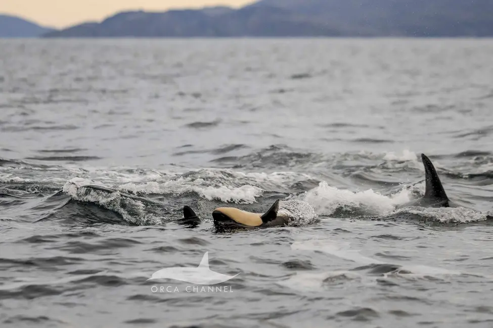 لحظه نادر: تولد اورکا در حلقه محافظی از نهنگ‌ها