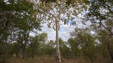 پروژه‌های حفاظت از جنگل بخشی از سیستم اعتبارات جبران کربن را تشکیل می‌دهند، اما به دلیل عدم موفقیت در وادار کردن شرکت‌ها به کاهش انتشار گازهای گلخانه‌ای مورد انتقاد قرار گرفته‌اند (اعتبار: Getty Images)