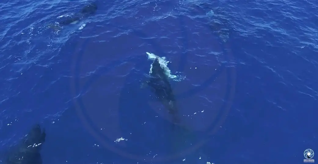 تصویری ثابت از یک ویدیوی هوایی که دسته‌ای از نهنگ‌های قاتل را در حال حمله به یک کوسه سفید جوان نشان می‌دهد.