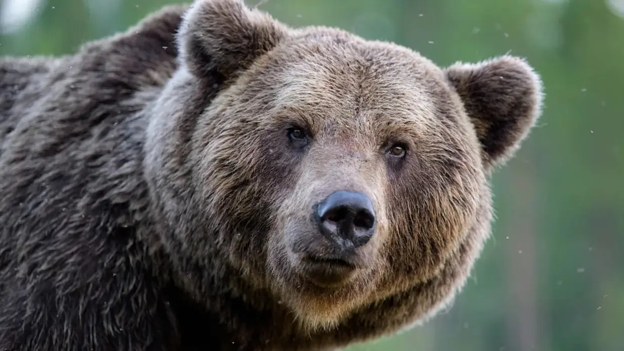 نوازندهای که برای یک خرس قهوهای در پناهگاه مینوازد