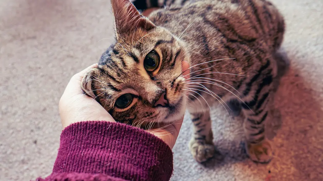 عکس POV از یک نفر که گربه‌اش را نوازش می‌کند