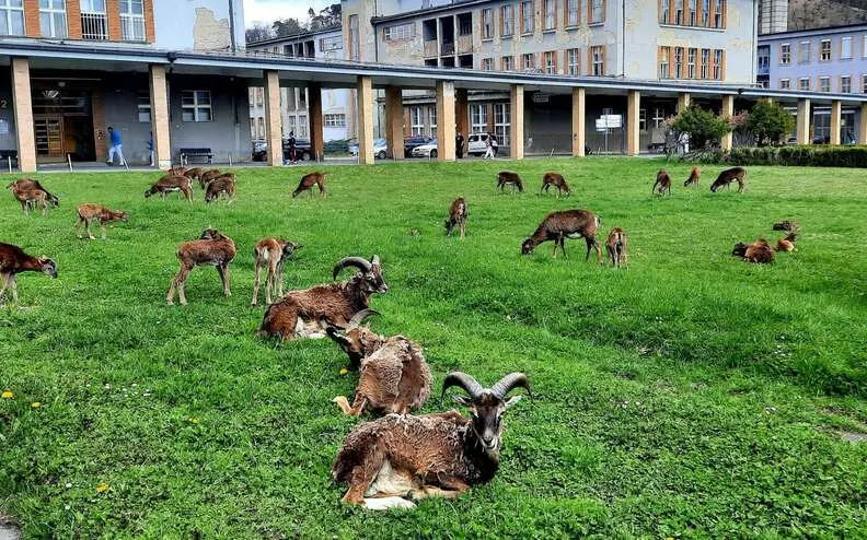 دو قوچ وحشی در حال جدال در محوطه بیمارستان