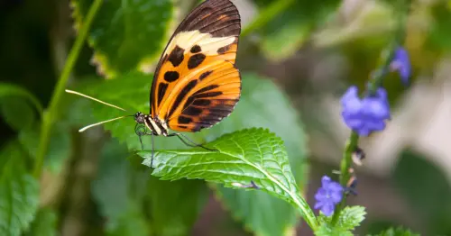 یک پروانهٔ نارنجی و قهوهای که بر روی برگ سبز روشن نشسته است.