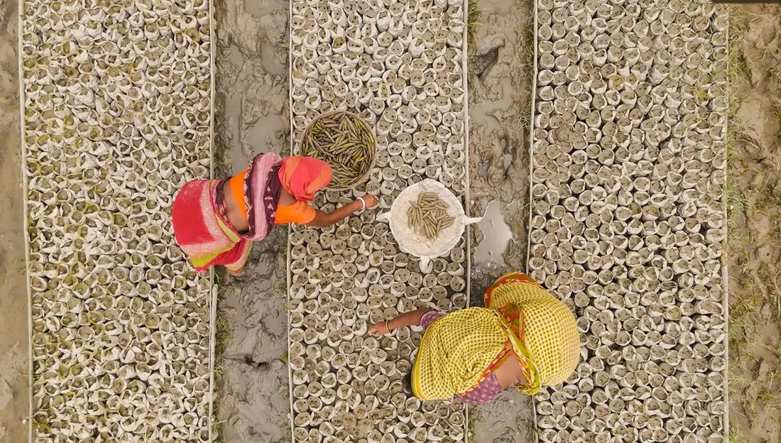 این پروژه بخشی از ابتکار «کوه‌ها تا مانگرو» سازمان بین‌المللی حفاظت از محیط‌زیست است که از هیمالیا تا سوندربانز گسترش دارد و هدف آن محافظت و بازسازی یک میلیون هکتار جنگل در این ناحیه است. این سازمان همچنین در پروژه‌های بازسازی دیگر با مشارکت زنان در بخش بنگلادش سوندربانز کار کرده است، که در این تصویر نشان داده شده‌اند.