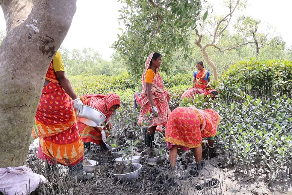 بیوه‌های مردان کشته‌شده توسط ببرها معمولاً از جامعه طرد می‌شوند و به آن‌ها «سوامی خِجو» گفته می‌شود که در زبان بنگالی به معنای «خوارِ شوهر» است. اما یک ابتکار جدید حفاظتی در طول رودخانهٔ ماتلا، در غرب بنگل، به‌طور خاص برای بیوه‌های ببر هدف‌گذاری شده است – که منبع درآمدی برای آن‌ها فراهم می‌کند در حالی که محیط‌زیست مورد نیاز خود و ببرها را بازسازی می‌کند. دیگر زنان محلی که در تصویر حضور دارند نیز در این پروژه مشارکت دارند.