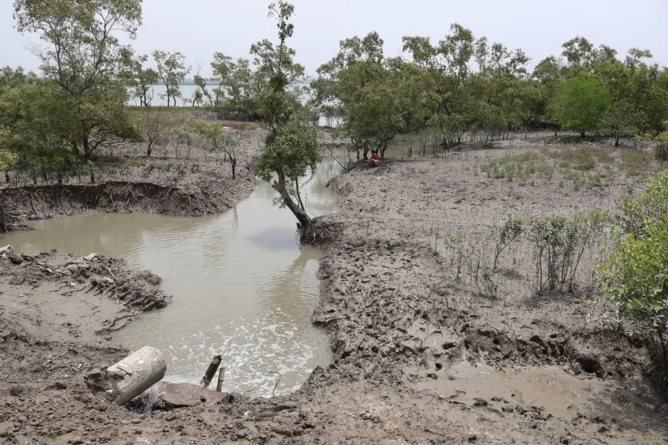 در شش ماه گذشته، زنان مشارکت‌کننده نهال‌های بومی مانگرو را پرورش داده و به آن‌ها مراقبت کرده‌اند. در ماه دسامبر، آن‌ها بیش از ۱۰۰٬۰۰۰ نهال را در طول ۴۰ هکتار سواحل می‌کارند تا به احیای اکوسیستم‌های تخریب‌شده مانگرو کمک کنند (در تصویر نشان داده شده است).