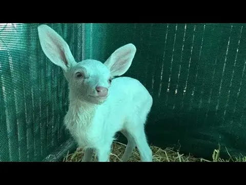 ویدئوی یوتیوب