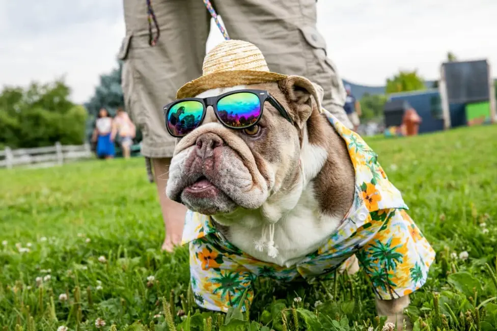 لیلی، سگ بولداگی آماده برای تصویر نزدیک در جشنواره ۵۰ام سالانه کوه‌های کاربوندیل، شنبه ۲۴ ژوئیه ۲۰۲۱