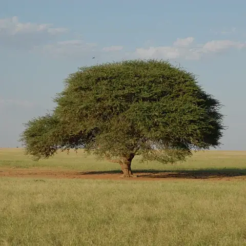 Sahara Conservation در سرزمین‌های خشک حاشیه سحارا، درختان همچون «چترهای ساحلی» عمل می‌کنند (منبع: Sahara Conservation)