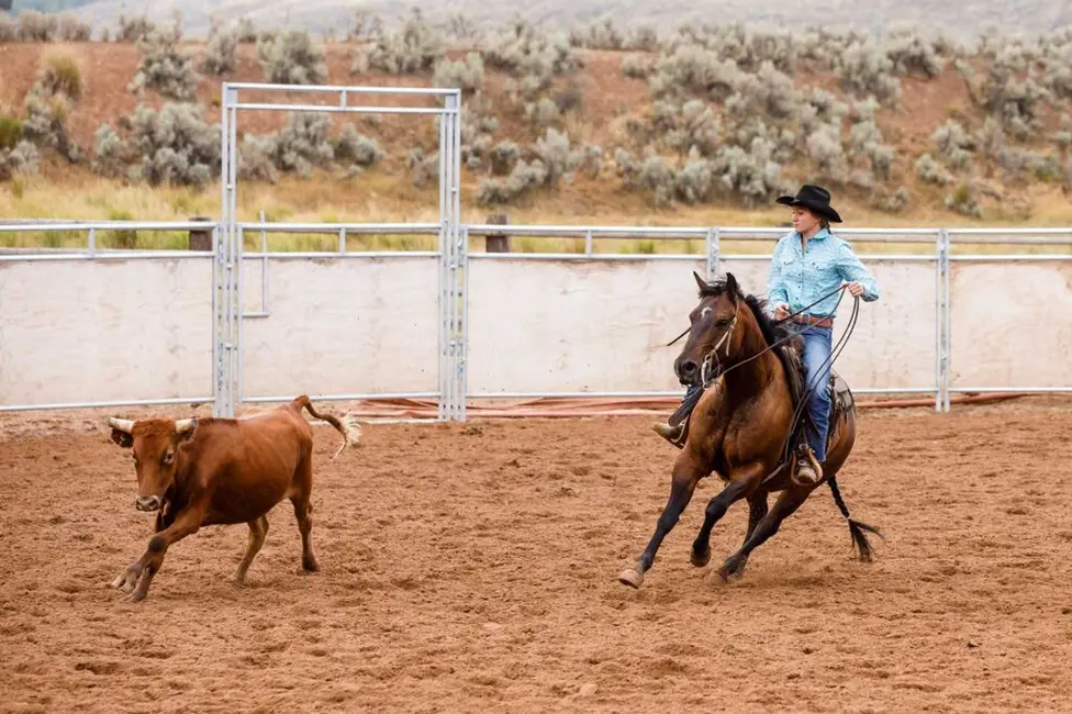 اسب کار، اسب کار با گاو