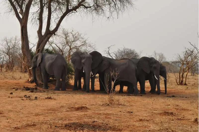 Unbee-lievable: دانشمندان راه‌حل منحصر به‌فردی برای تعارض انسان‑فیل آزمایش می‌کنند