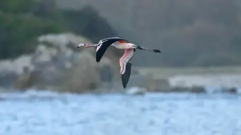 یک فلامینگو جوان در حال پرواز بر فراز آب. پرهای پرنده ترکیبی از صورتی و سیاه است و برخی پرها در بال راستش نصف‌تقطیع شده‌اند. در پس‌زمینه سنگ‌ها و درختان وجود دارد و پرندگان کوچکتر زیر فلامینگو پرواز می‌کنند.