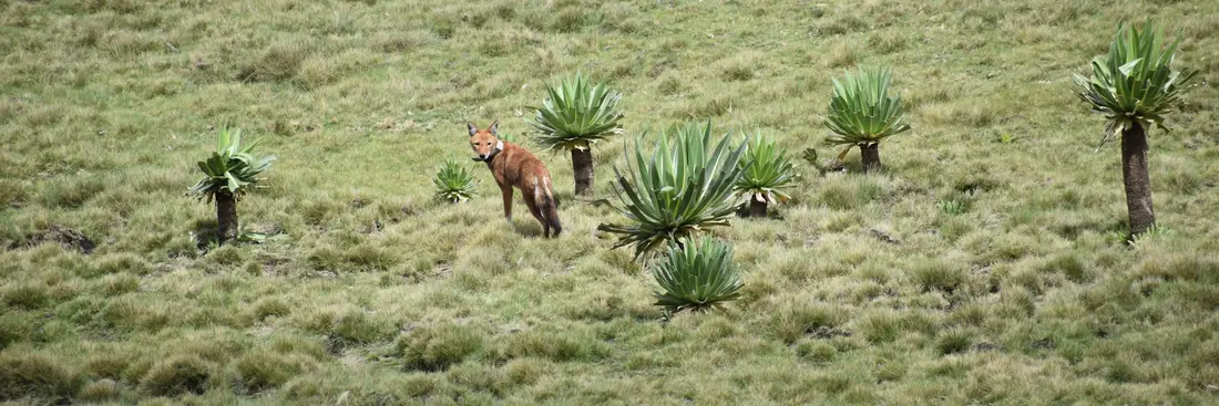 نادرترین گوشتخوار آفریقا: داستان اولین گرگ اتیوپی که تا به حال اسیر، پرستاری و به طبیعت بازگردانده شد نادرترین گوشتخوار آفریقا: داستان اولین گرگ اتیوپی که تا به حال اسیر، پرستاری و به طبیعت بازگردانده شد