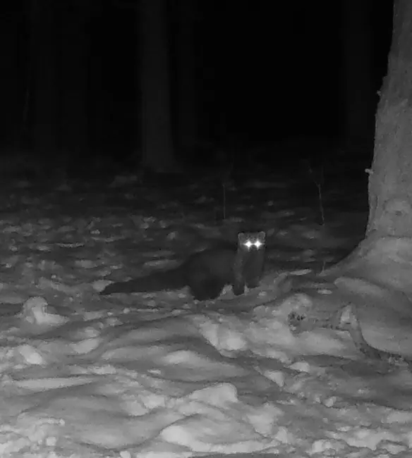 متروپارک شکارگر نادری را که آخرین بار در اوهایو کانتی در قرن نوزدهم دیده شد، به دام انداخت متروپارک شکارگر نادری را که آخرین بار در اوهایو کانتی در قرن نوزدهم دیده شد، به دام انداخت